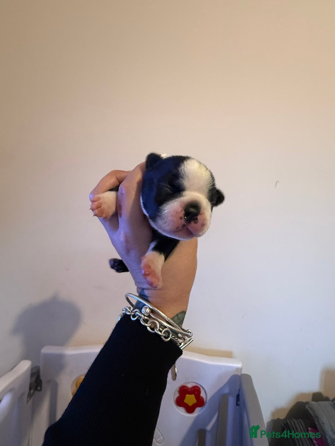 Boston Terrier dogs for sale: Quality Lines KC Registered Boston Terrier Puppies - Advert 19