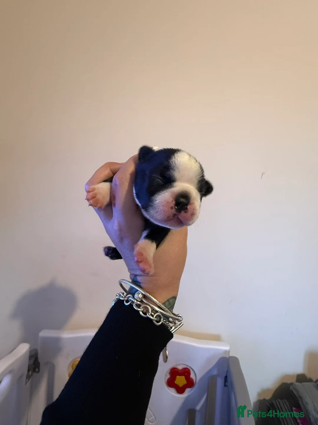 Boston Terrier dogs for sale: Quality Lines KC Registered Boston Terrier Puppies - Advert 36