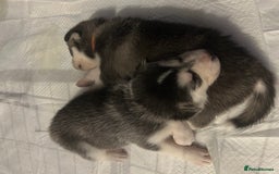 Siberian Husky dogs for sale: Beautiful husky puppies 2 girls & 4 boys left.  - Image 6