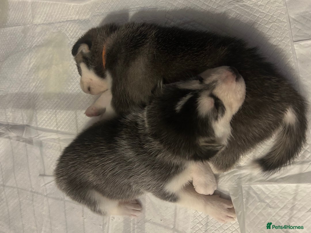 Siberian Husky dogs for sale: Beautiful husky puppies 2 girls & 4 boys left.  - Image 6