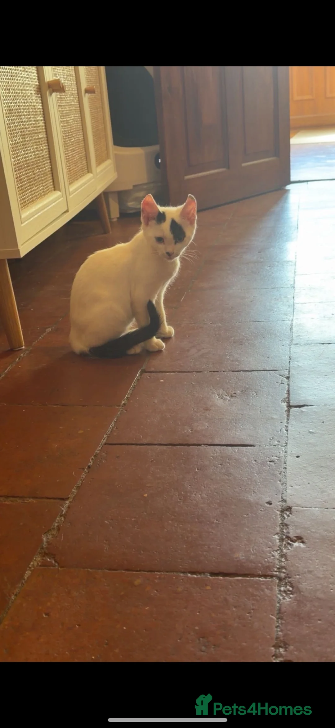 British Shorthair cats for sale: 18 week old kitten  in Evesham - Advert 3