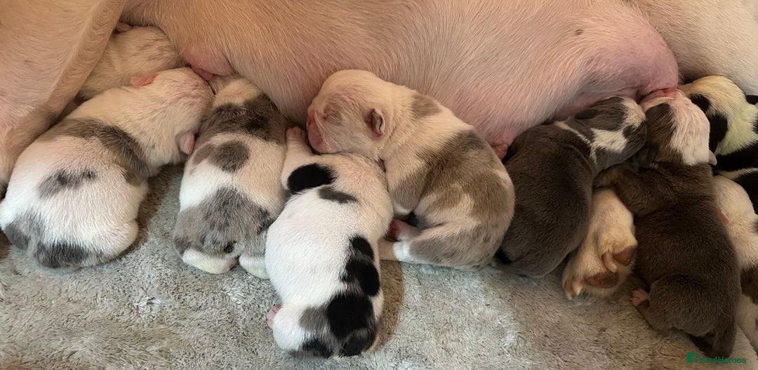 English Bulldog dogs for sale: 🌟 health tested parents 🌟 - Image 21