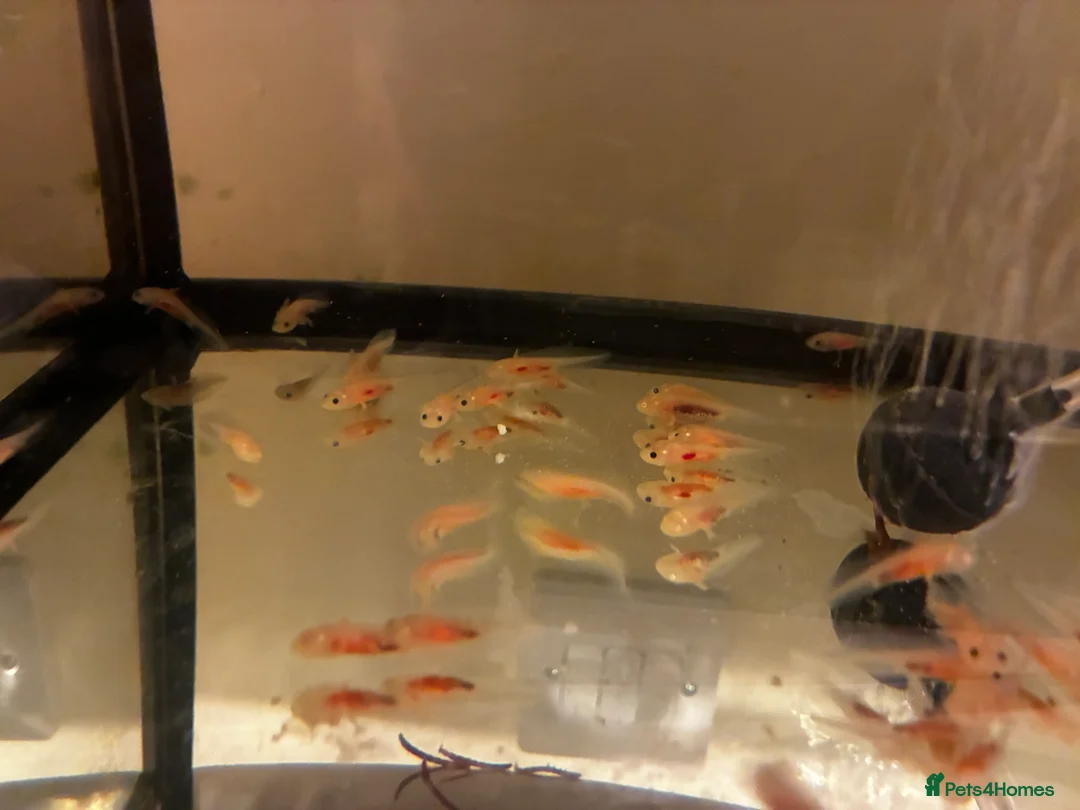 Axolotl reptiles for sale: Juvenile axolotls mixed sex  - Advert 1