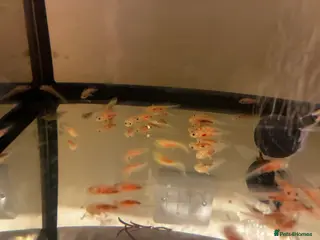 Axolotl reptiles Juvenile axolotls mixed sex - Advert 2