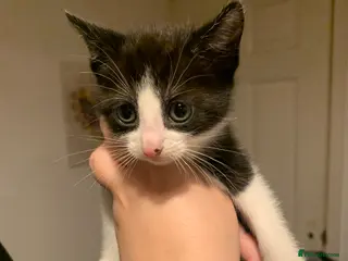 Mixed Breed cats Two female kittens available - Advert 3