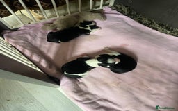Mixed Breed dogs for sale: For sale puppies sprollies  - Image 5