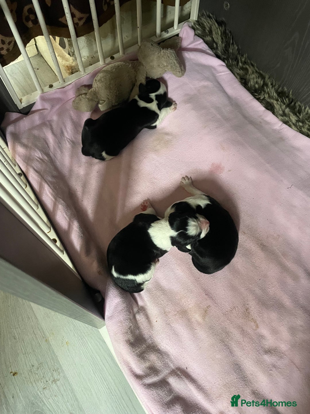 Mixed Breed dogs for sale: For sale puppies sprollies  - Image 5
