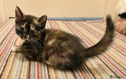 Mixed Breed cats for sale: 5 beautiful kittens for sale - Image 16
