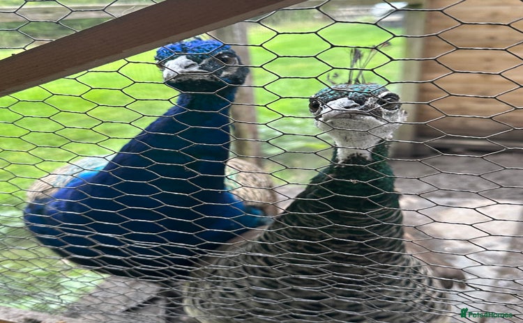 Peafowl poultry - Advert 1