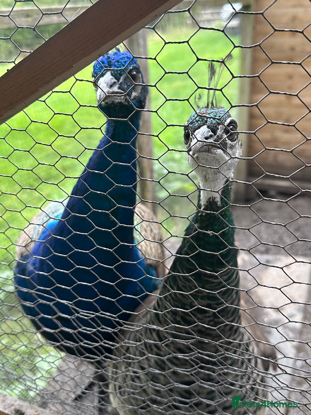 Peafowl poultry for sale: Peahen peacock for sale - Image 1