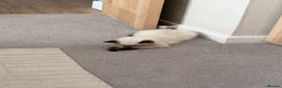 Ragdoll cats for sale: Ragdoll kitten seal colourpoint  in Buckley - Advert 5