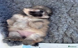 Pomeranian dogs for sale: 🏆 KC HEALTH TESTED POMERANIAN PUPPIES 🏆  - Image 12
