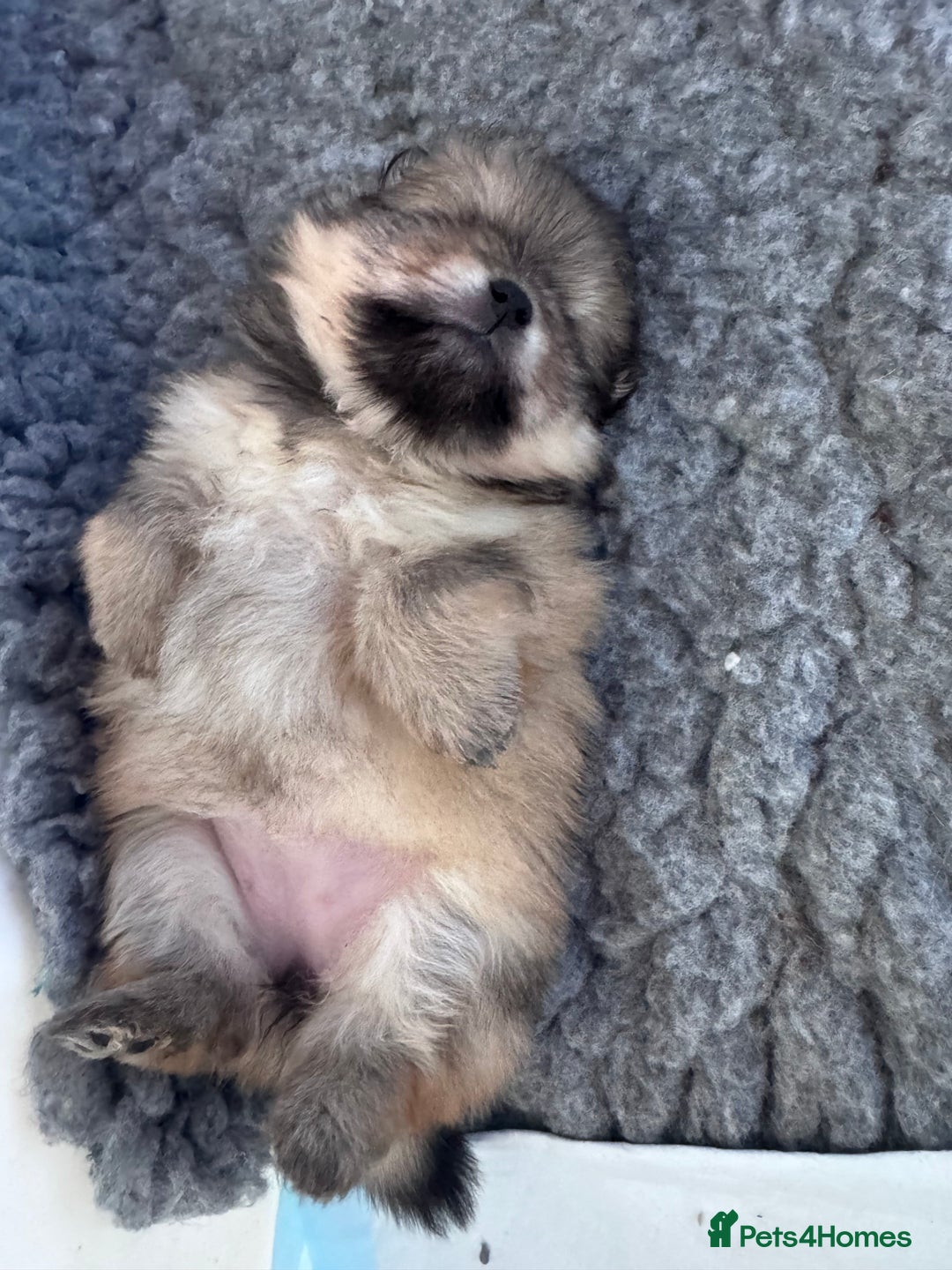 Pomeranian dogs for sale: 🏆 KC HEALTH TESTED POMERANIAN PUPPIES 🏆  - Image 12