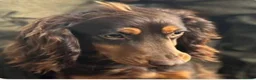 Sprocker dogs for sale: Sprocker boy  - Advert 6