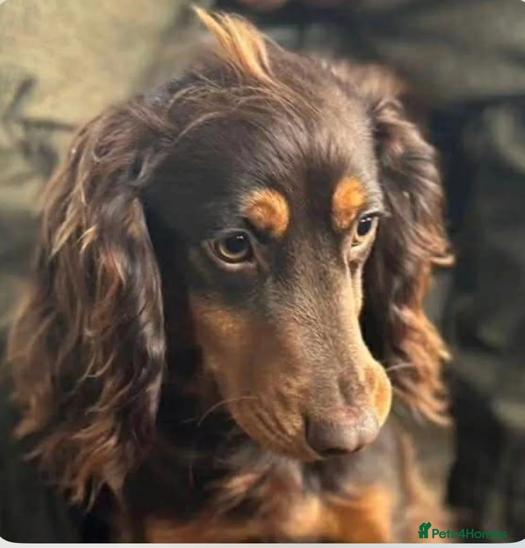 Sprocker dogs for sale: Sprocker boy  - Advert 6