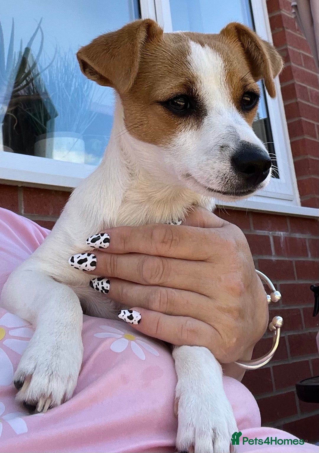 Jack Russell dogs for sale: Stunning Jack Russel girl Puppy - Image 3