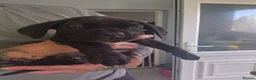 Cane Corso dogs for sale: Cane Corso Puppies for sale  in Hull - Advert 11