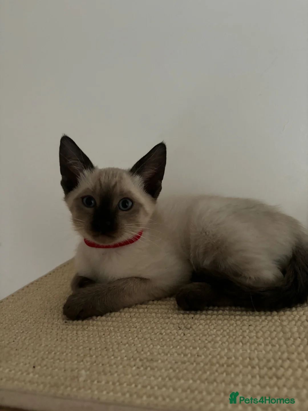 Siamese cats for sale: 5 Adorable Kittens Looking for Their Forever Homes - Advert 2