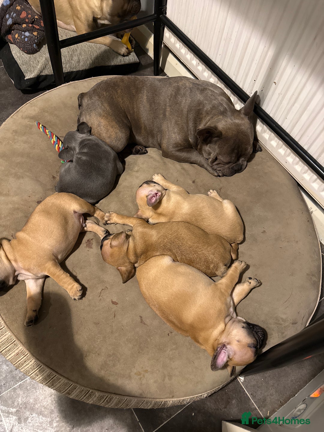 French Bulldog dogs for sale: French bulldog  - Advert 3