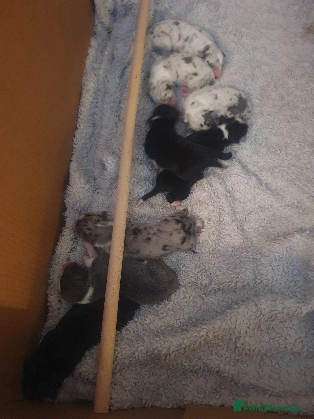 Border Collie dogs for stud: Proven pure bred tri coloured merle collie stud in Fakenham - Advert 11