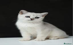 Scottish Fold cats for sale: Last Boy very good price!as we're going in holiday - Image 4