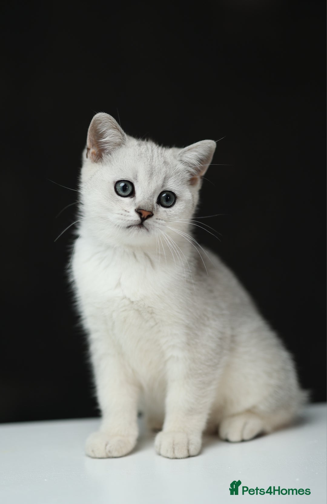 Scottish Fold cats for sale: Last Boy very good price!as we're going in holiday - Image 4