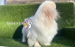 Pekingese dogs for sale: 💜UNIQUE LILAC CREAM MALE💜 - Image 3