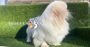 Pekingese dogs - Advert 16
