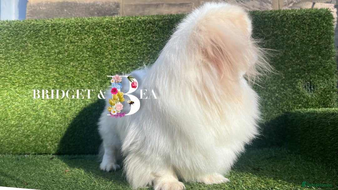 Pekingese dogs for sale: 💜UNIQUE LILAC CREAM MALE💜 - Image 3