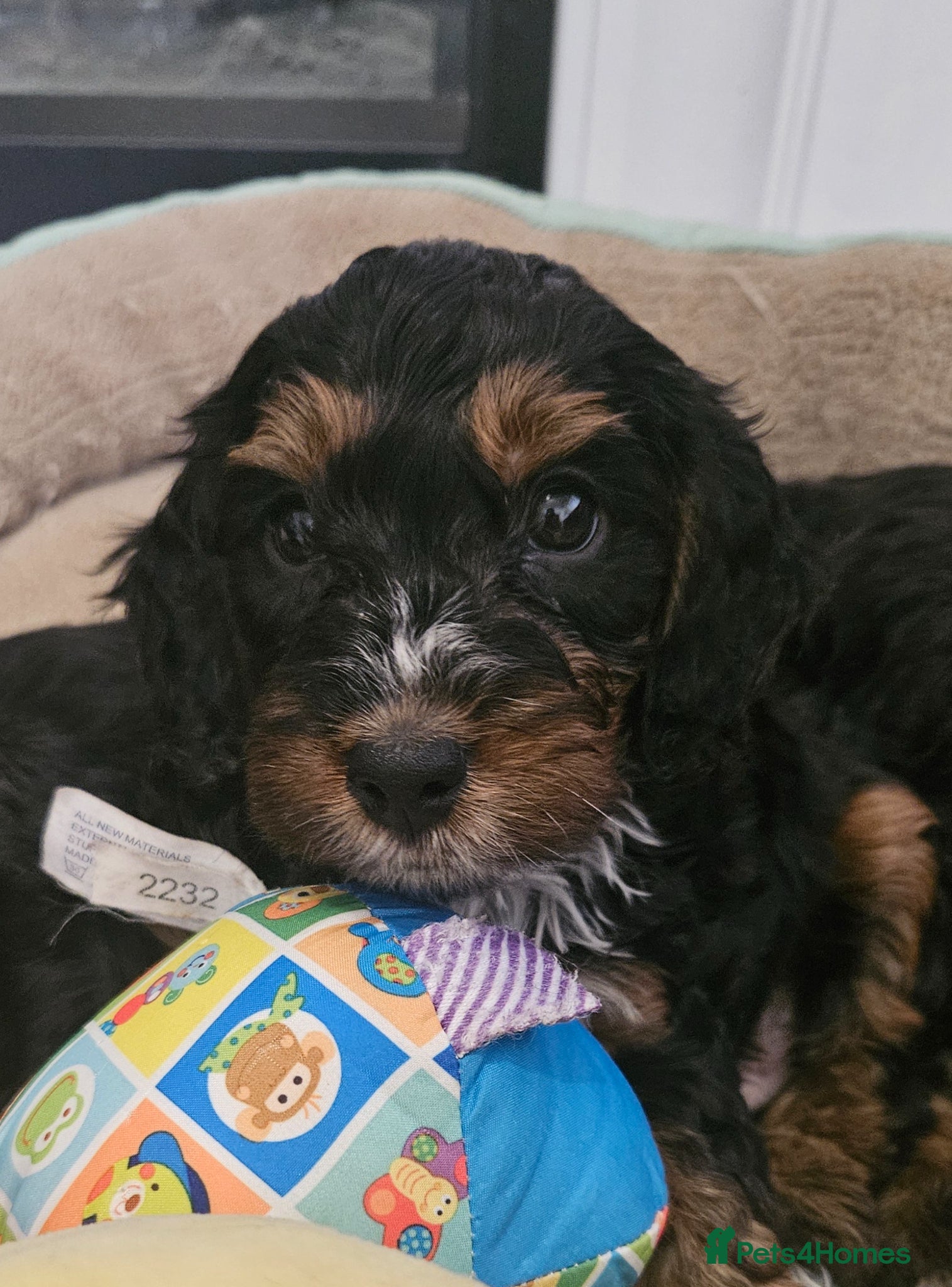 Cockapoo dogs licensed breeder, ready for their forever homes!  - Advert 1