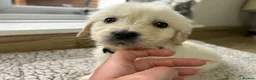 Golden Retriever dogs for sale: Our beautiful golden retriever pups - Advert 2