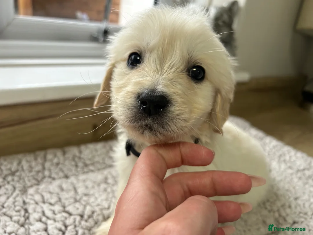 Golden Retriever dogs for sale: Our beautiful golden retriever pups - Advert 2