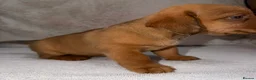 Mixed Breed dogs for sale: Dameranian puppies for sale  - Advert 13