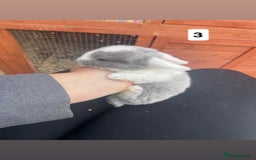 Mini Lop rabbits for sale: 4 beautiful mini lop bunnies🩵🩷 - Image 4