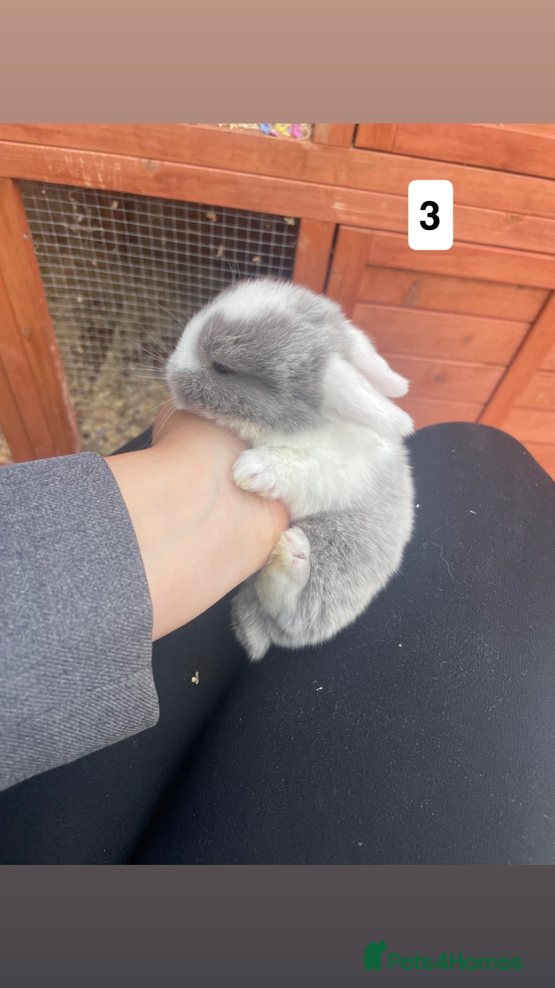 Mini Lop rabbits for sale: 4 beautiful mini lop bunnies🩵🩷 - Image 4