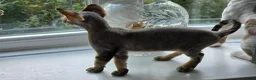 Devon Rex cats for sale: READY NOW Super loving Devon Rex - Advert 22
