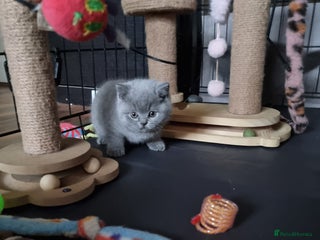 British Shorthair cats Lilac Female & Blue Males Healthy GCCF Pedigree - Advert 17