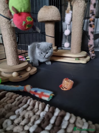 British Shorthair cats Lilac Female & Blue Males Healthy GCCF Pedigree - Advert 4