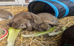 Mixed Breed rabbits for sale: 5 baby rabbits - Image 2