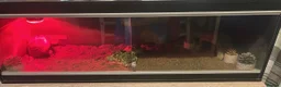 Tortoise reptiles for sale: X2 Tortoise - Advert 2