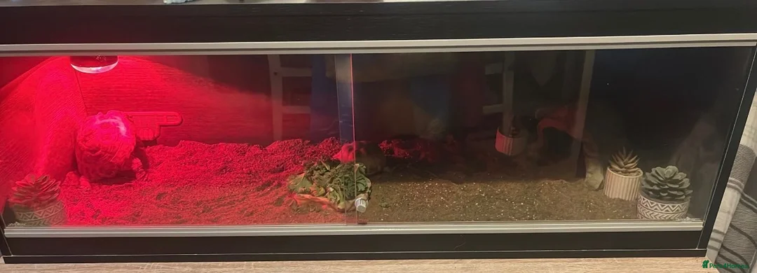 Tortoise reptiles for sale: X2 Tortoise - Advert 2