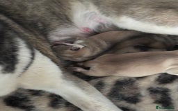 Siberian Husky dogs for sale: Siberian huskies  for sale  - Image 17