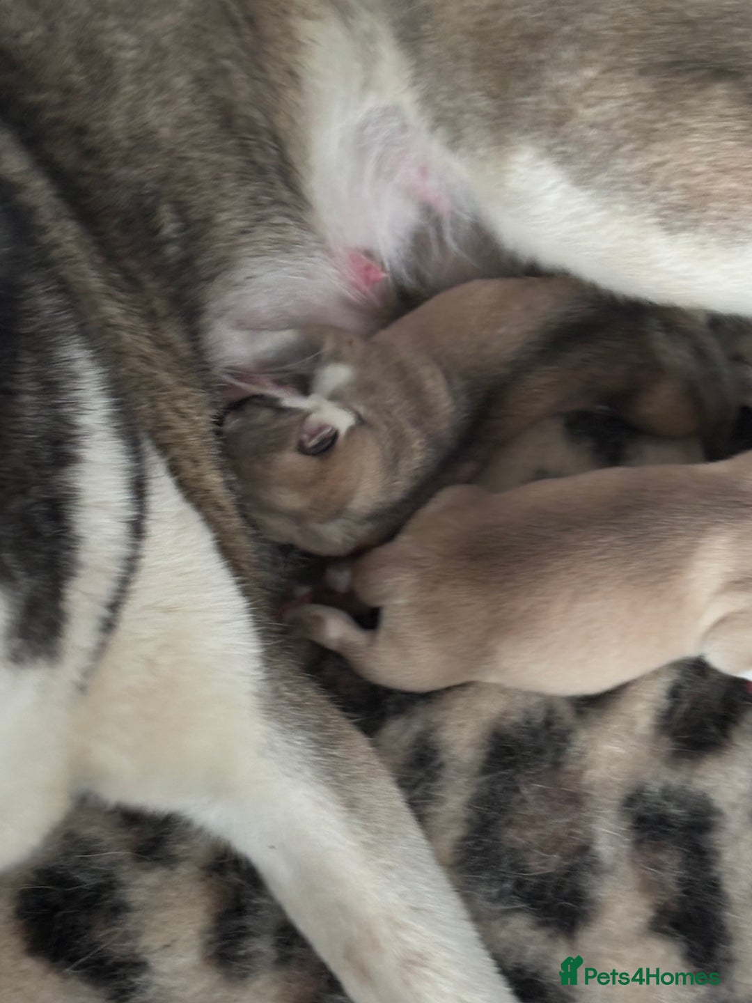 Siberian Husky dogs for sale: Siberian huskies  for sale  - Image 17