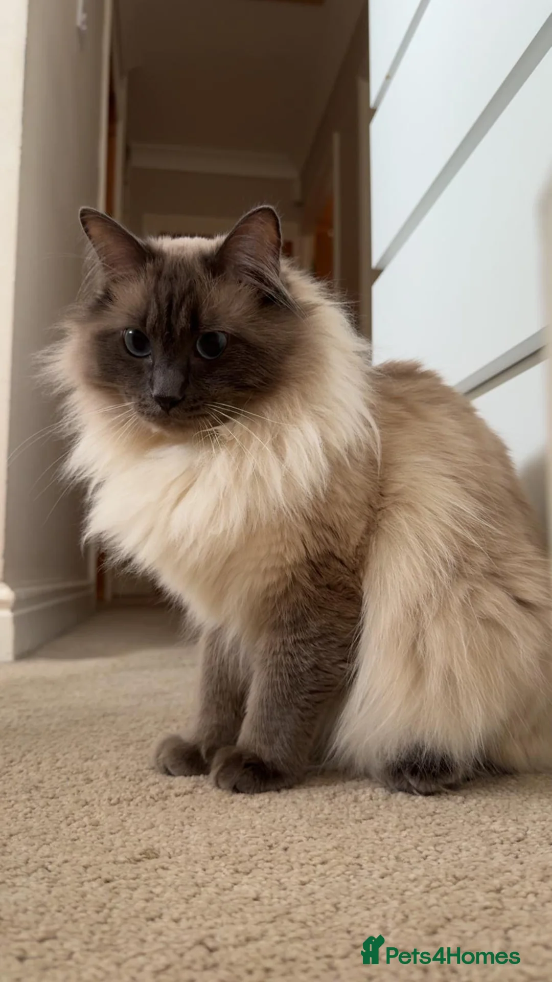 Ragdoll cats for sale: Ragdoll Cat for Sale – “Blue”  - Advert 1