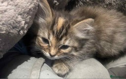 Ragdoll cats for sale: Ragdoll X  - Image 9