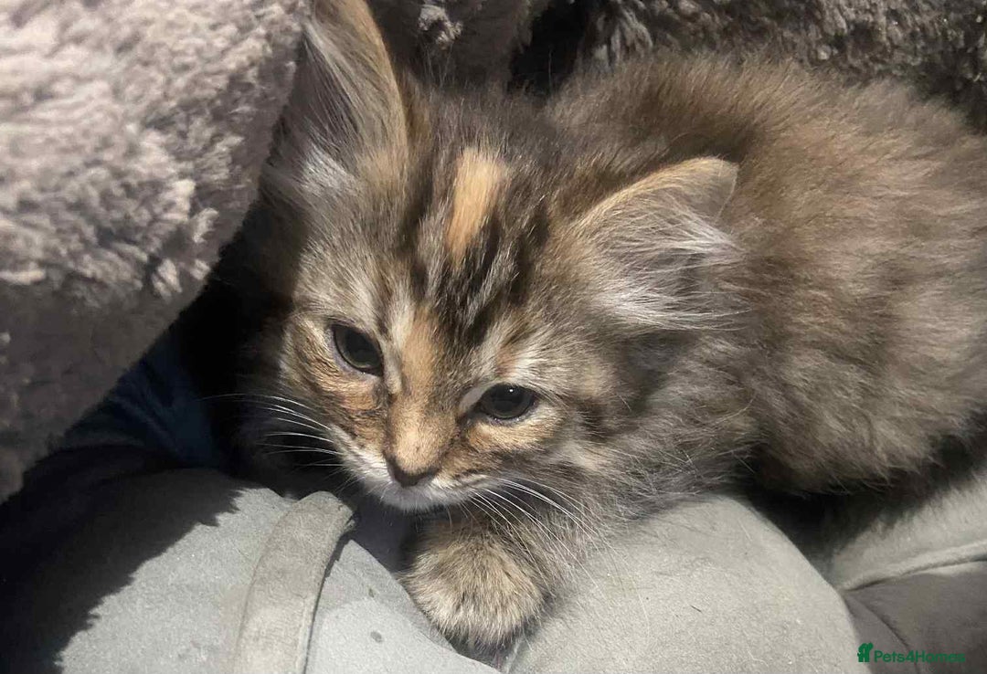 Ragdoll cats for sale: Ragdoll X  - Image 9