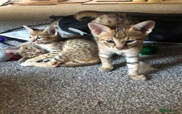 Savannah cats for sale: Beautiful full pedigree savannah kittens  - Image 18