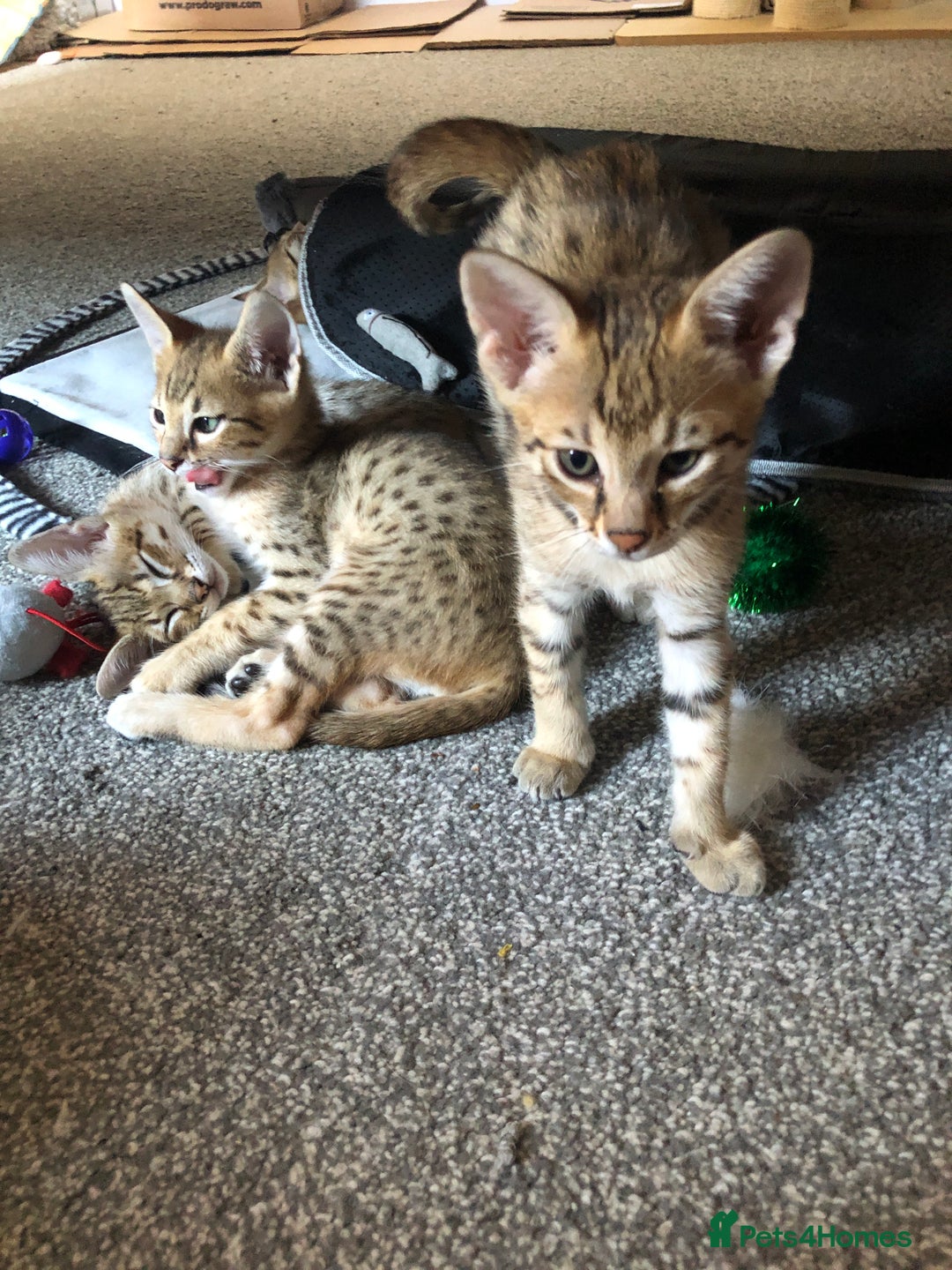 Savannah cats for sale: Beautiful full pedigree savannah kittens  - Image 18