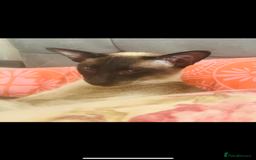Siamese cats for stud: Beautiful wedged head Siamese boy for stud - Image 6