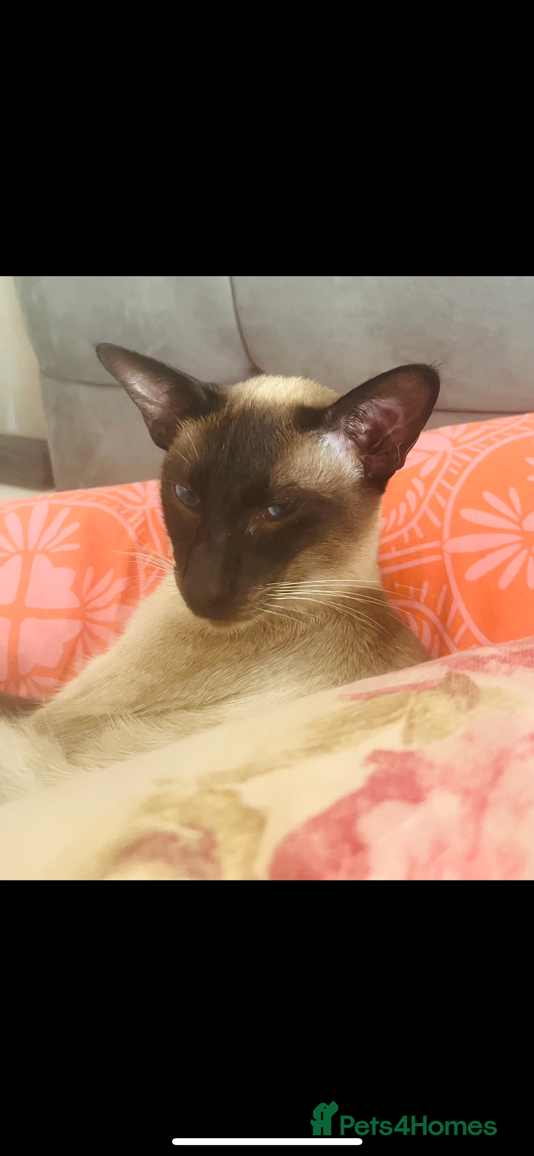 Siamese cats for stud: Beautiful wedged head Siamese boy for stud - Image 6